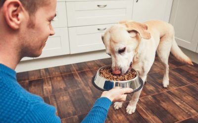 L’importance de la nourriture sur nos animaux de compagnie