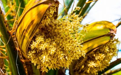 Quelles sont les vertus du pollen de palmier ?
