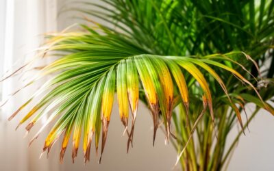 Pourquoi mon palmier a-t-il des feuilles jaunes et sèches ? Guide complet pour comprendre et agir
